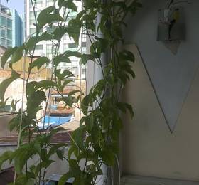 Green Living в Хошимине