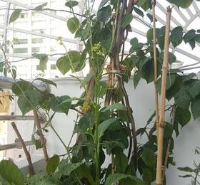 Отдых в Green Living - Вьетнам, Хошимин