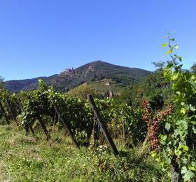 Отдых в Gites Camping on the Route des Vins - Франция, Бергхейм