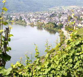 Weingut Knodt-Trossen в Крефе