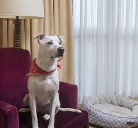 Отдых в Dallas/Fort Worth Marriott Solana - США, Джексонвилль, шт. Техас