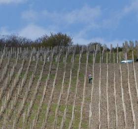 Отдых в Weingut Gastehaus Schmitz-Bergweiler - Германия, Бернкастель-Кюс