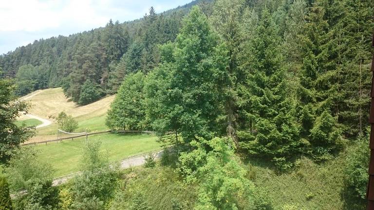 Waldblick