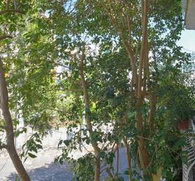 Отдых в Hotel Villa Tina - Италия, Искья
