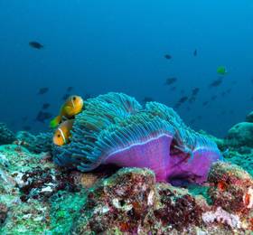 Отдых в The Nautilus Maldives - Мальдивы, Баа Атолл