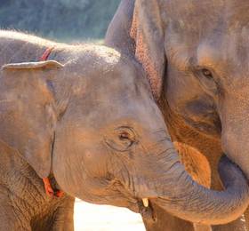 Отдых в Elephant Retirement Park - Таиланд, Чианг Май