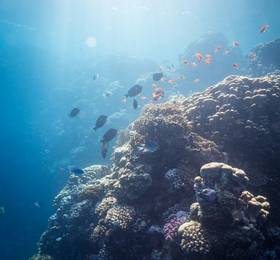 Туры в Elphistone Resort Marsa Alam в Египте
