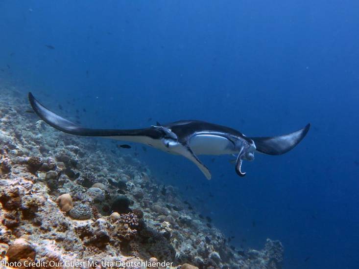 Boutique Beach All-inclusive Diving Hotel, Dhigurah 3* Мальдивы, Ари Атолл