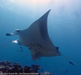 Boutique Beach All-inclusive Diving Hotel, Dhigurah в Ари Атолле