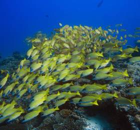 Туры в Boutique Beach All-inclusive Diving Hotel, Dhigurah в Мальдивах