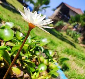 Отдых в Lotus Sutra - Индия, Арамболь