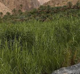 Туры в Wadi Al Arbeieen Resort в Омане