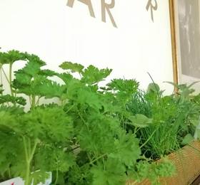 Туры в Seehotel Gruner Baum в Австрии