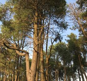 Туры в Simple Pleasures Shekvetili Hotel в Грузии