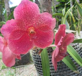 Туры в Mango Lodge Apt в Сейшельских островах